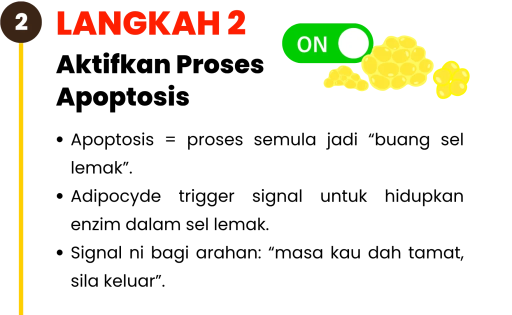 Langkah-langkah-kekal-kurus-Adipocyde