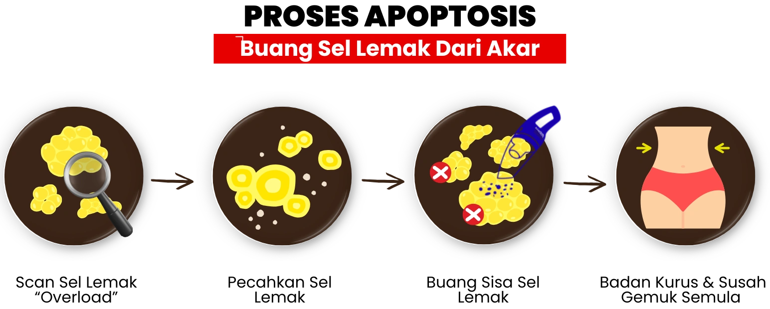 ADIPOCYDE - PROCESS APOPTOSIS - 1